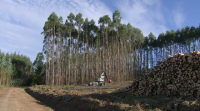 A Xunta pide aclaracións sobre o sector forestal