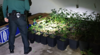 Catro detidos por unha plantación de marihuana nunha nave que tiñan alugada en Poio