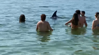 O golfiño Manoliño visita de novo as praias da ría de Muros