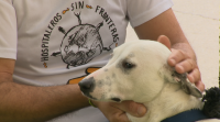 Crean un servizo de axuda a mascotas no Camiño de Santiago