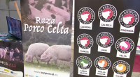 Éxito de asistencia en Sarria á feira e á festa de exaltación do porco celta