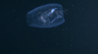 Un 'alien', unha especie mariña que vive noutro ser vivo, na praia de Samil
