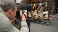 Un coleccionista paga máis de seis millóns de euros por ter os restos dun dinosauro