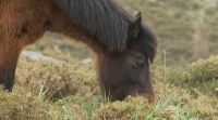 A asociación Finca Moreiras quere poñer en valor e preservar os cabalos da serra da Groba