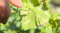 Coa combinación de calor e tormentas, volve o mildio ás viñas da Ribeira Sacra
