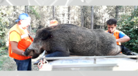Cazan un xabaril de case 150 quilos en Castroverde