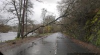 Caída de árbore sobre unha estrada en Ombreiro