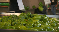 Homenaxe no concello de Oímbra ao pemento branco na súa festa gastronómica