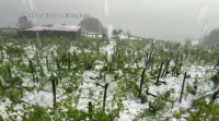 Chantada pedirá a declaración de zona catastrófica; arrasadas unhas 70 hectáreas de viñas