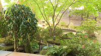 Propoñen crear un xardín xaponés en Santiago de Compostela