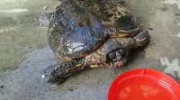 Unha tartaruga sobrevive dez días entre os restos dun incendio