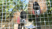 Unha parella do Rosal convive con once flamengos e 200 aves