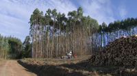 O sector madeireiro crea unha aplicación para a comunicación directa entre as empresas forestais e os concellos