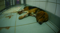Un vídeo denuncia o terrible maltrato animal nun laboratorio alemán