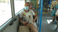 Ourense permite que os cans viaxen no bus urbano sen gaiola de transporte