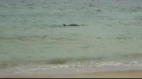 Unha pequena balea sorprende os bañistas dunha praia de San Cibrao