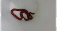Preocupación nun edificio de Cangas pola aparición dunha serpe