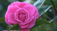 A Casa das Camelias de Boiro acolle 700 especies distintas