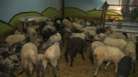 'Baby boom' de cordeiros na granxa do Rexo de Allariz