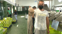 Boa venda de polbo nas lonxas galegas no inicio da campaña extractiva