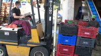 Apuran a vendima na Ribeira Sacra para evitar a choiva