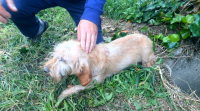 Rescatan unha cadela que levaba oito días no fondo dun sumidoiro na Estrada