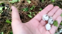 A alerta de treboadas ameaza cultivos en boa parte do país, especialmente en Ourense
