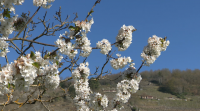 A Ribeira Sacra cóbrese de branco coa floración das cerdeiras