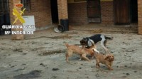 Investigan un veciño de Rianxo que tiña 35 cans en condicións "deplorables"
