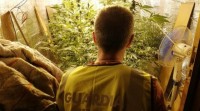 Comisan medio milleiro de plantas de marihuana en Baiona e Sanxenxo
