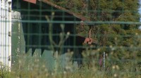 Confirmados catro focos de coronavirus en granxas galegas de visón americano