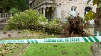 A chuvia e o vento puideron motivar o derrubamento da árbore en Mondariz-Balneario