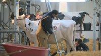 Comeza en Silleda a feira profesional Cimag-GandAgro, co último en gandería e agricultura