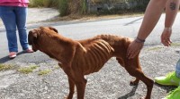 Un veciño de Vilaboa, investigado por maltrato animal: tiña os cans esfameados e en mal estado