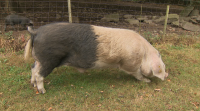 Un porco celta de Friol non para de gañar concursos de manexo