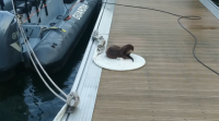 Aparece unha londra no embarcadoiro da base da Garda Civil de Viveiro