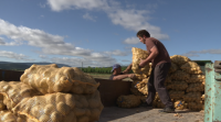 Preocupación na  Limia pola retirada dun produto para a conservación da pataca