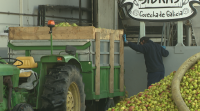 A maior fábrica sidreira de Galicia agarda transformar 3.000 toneladas de mazá nesta campaña