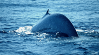A balea azul volve ás Cíes por "morriña" das augas galegas