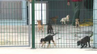 O refuxio de Pontevedra non dará cachorros en adopción no Nadal