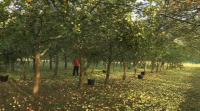 A Estrada recolle este ano dous millóns de quilos de mazá para sidra