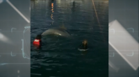 Unha parella bótase á auga en Portosín para acariñar un golfiño e bailar con el