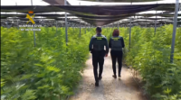 Golpe ao cultivo da marihuana en Almería coa incautación de 65.000 plantas de cánnabis