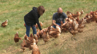 Un veciño de Vilalba pecha unha granxa de polos para crear unha de pitas en liberdade para poñer ovos campeiros