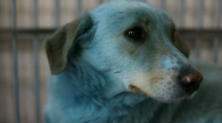 Aparecen cans azuis na contorna dunha planta química en Rusia