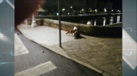 Un raposo caza un parrulo en pleno centro de Cedeira