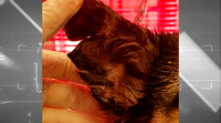 Atopan unha cadela de tres meses  coas orellas cortadas en Ourense