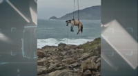 Complicado rescate dun cabalo que caeu ao mar en Baiona