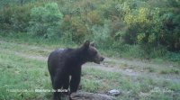 Filman por primeira vez un oso pardo no Macizo Central Ourensán