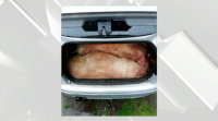 Rouban dous porcos de 200 quilos e métenos nun coche tamén roubado